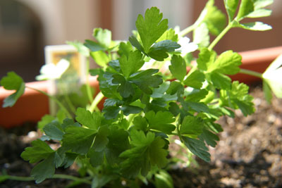 herbs_update_6.jpg